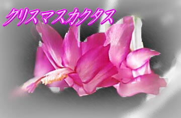 �N���X�}�X�J�N�^�X