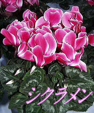 �V�N������