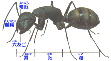 ����̂��炾